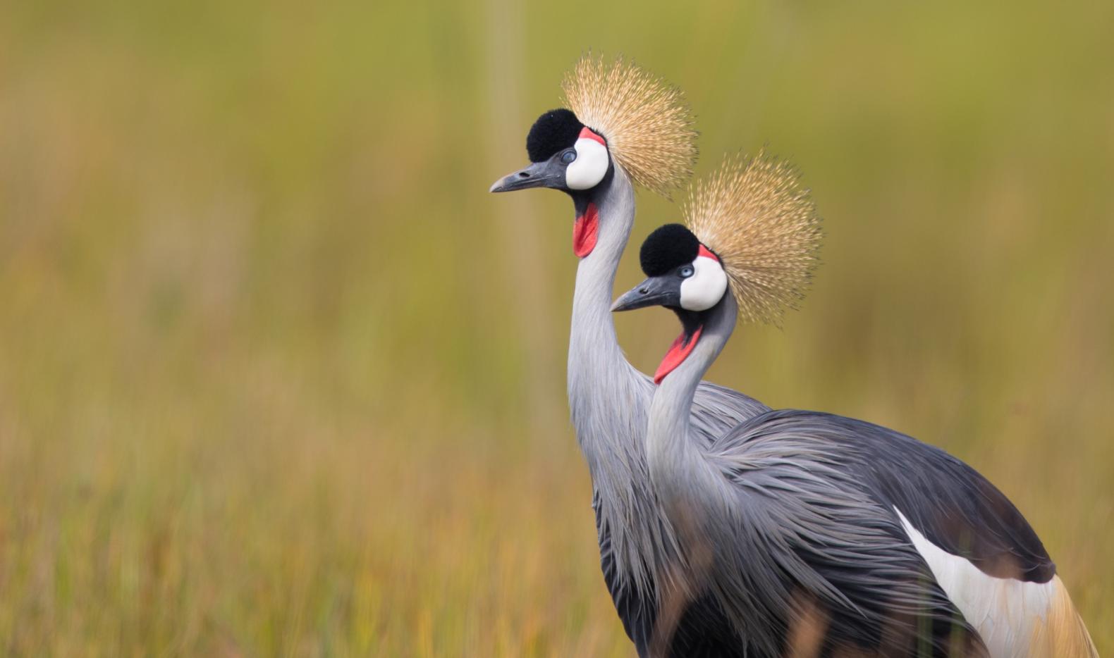 Kenya - East Africa Birds and Wildlife