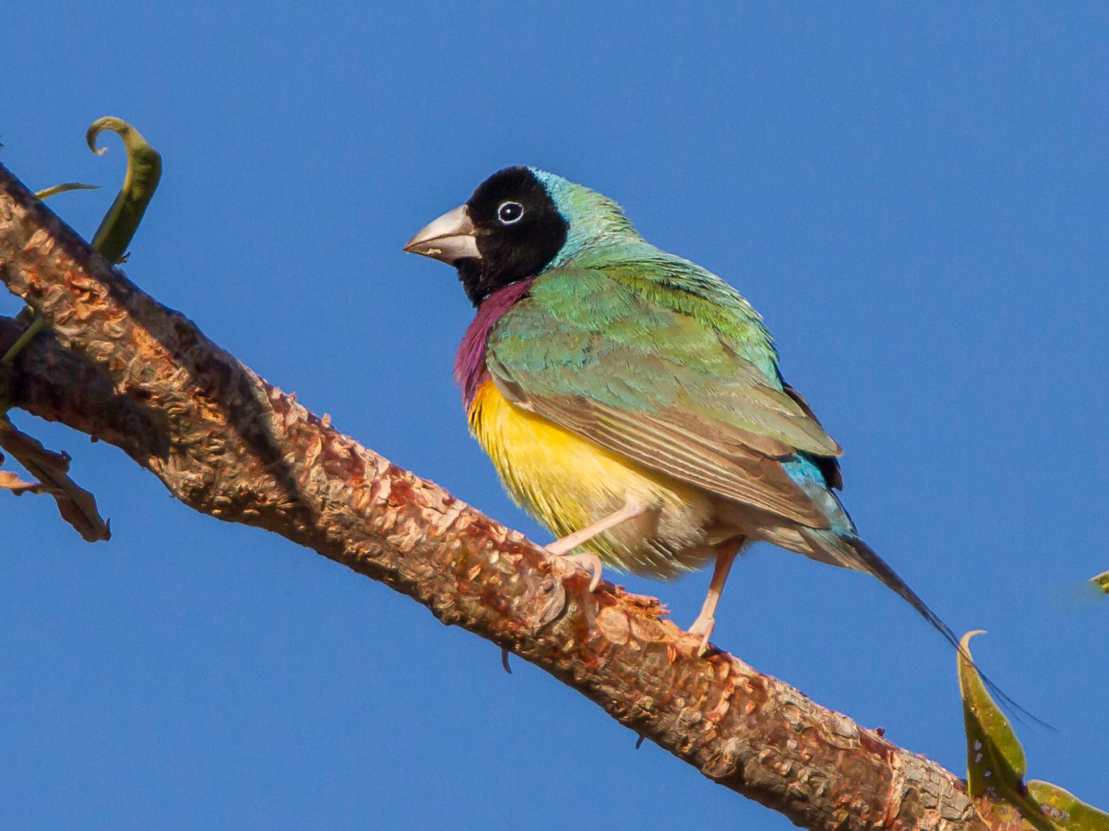 Birds and Wildlife of Kakadu and the Kimberley