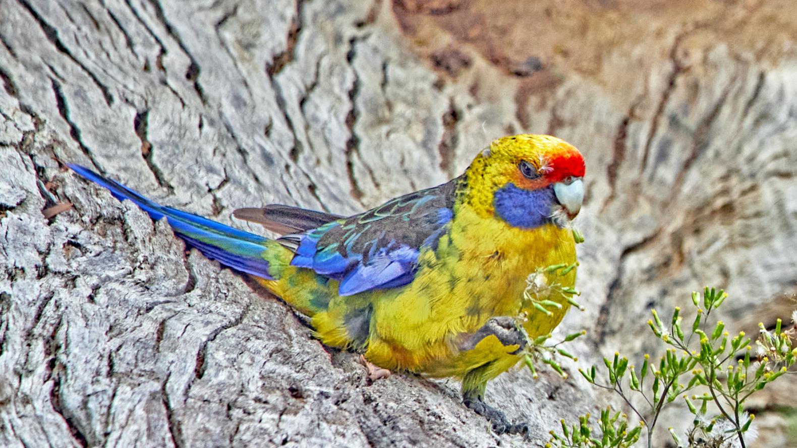 Tasmania Endemic Birds and Wildlife