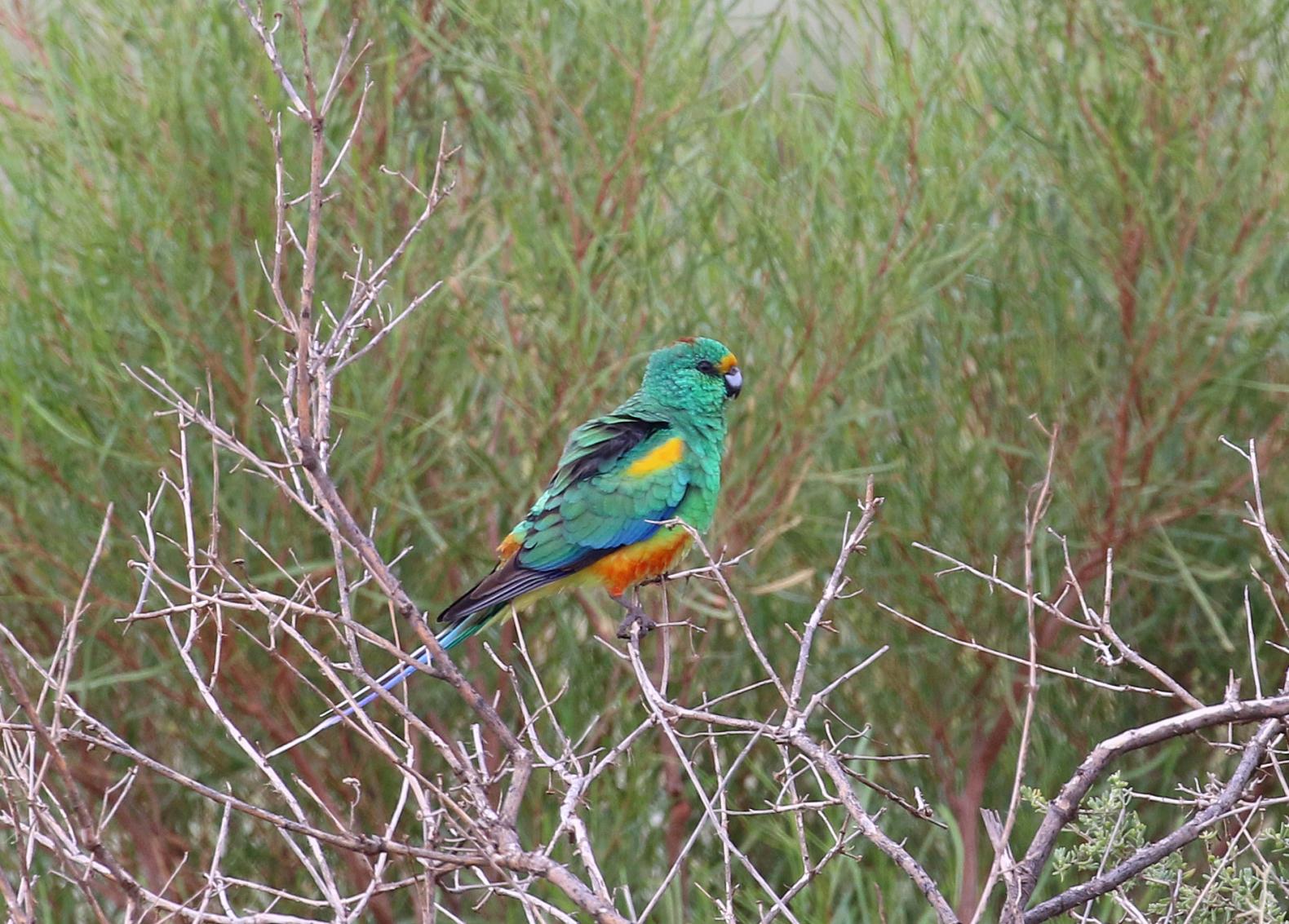 South-Western Australia - Birds and Wildlife of the Coral Coast & Outback Northern Wheatbelt