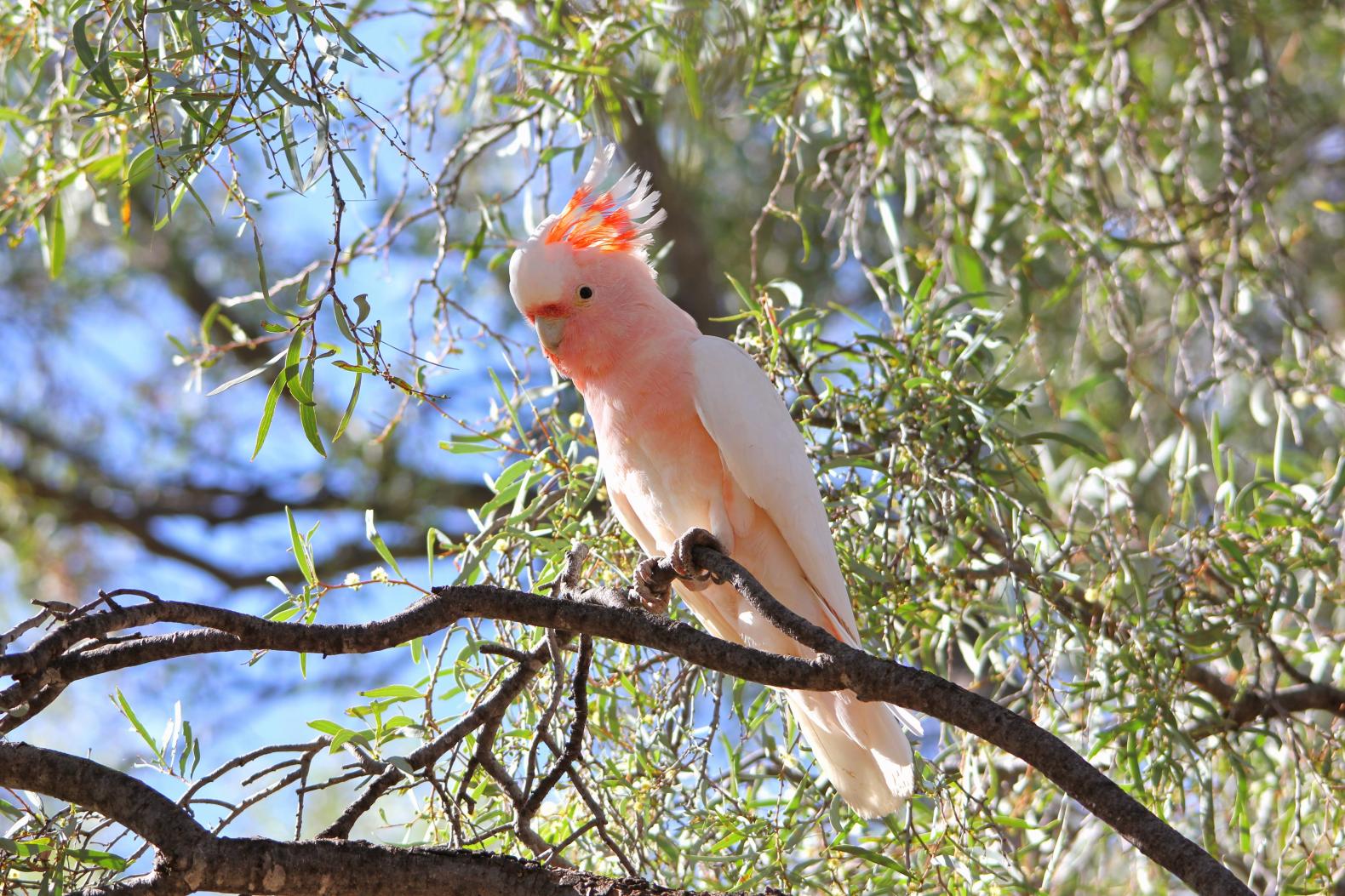 Australia's Red Centre Birds & Wildlife