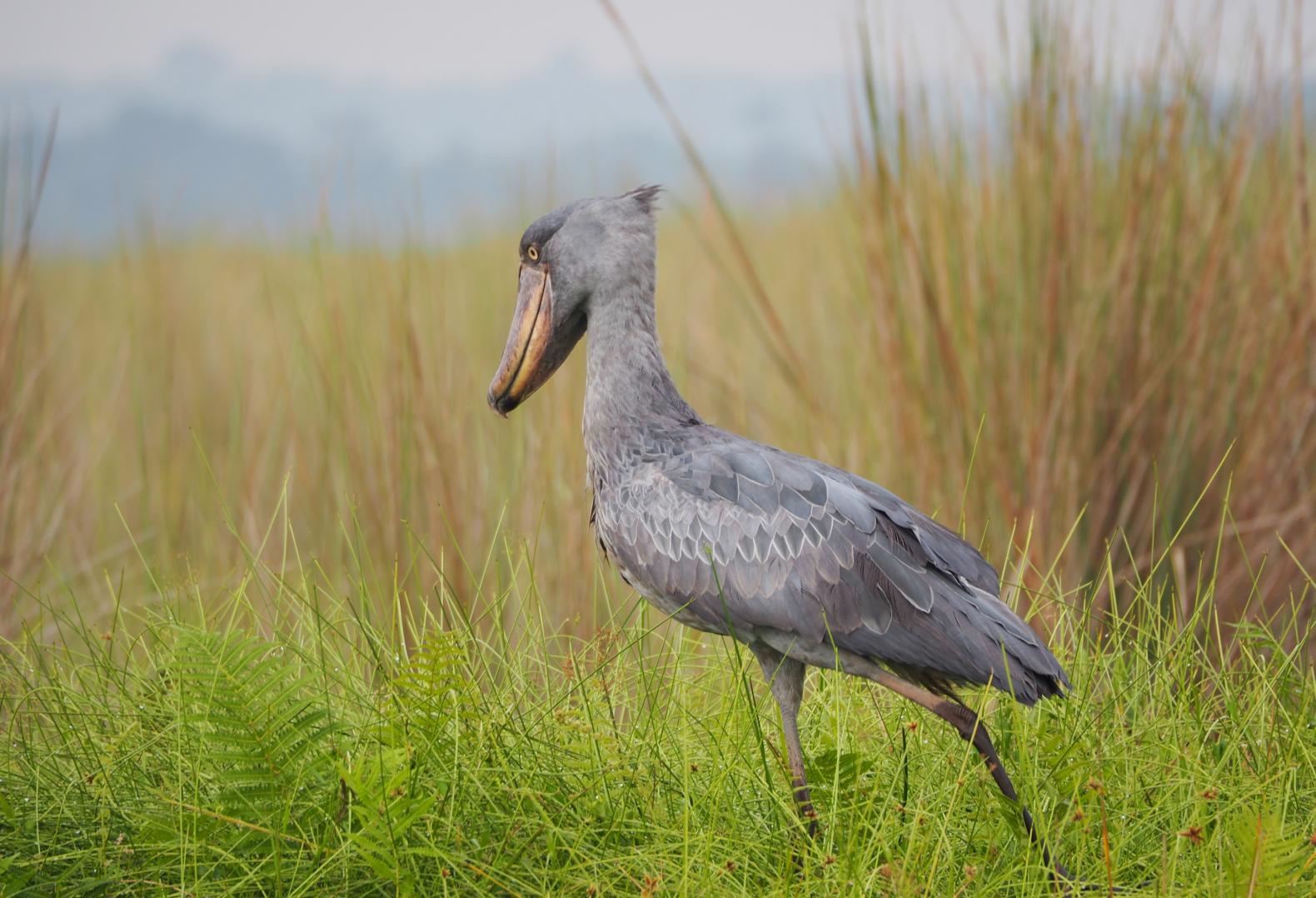 Uganda, East Africa Birds and Wildlife