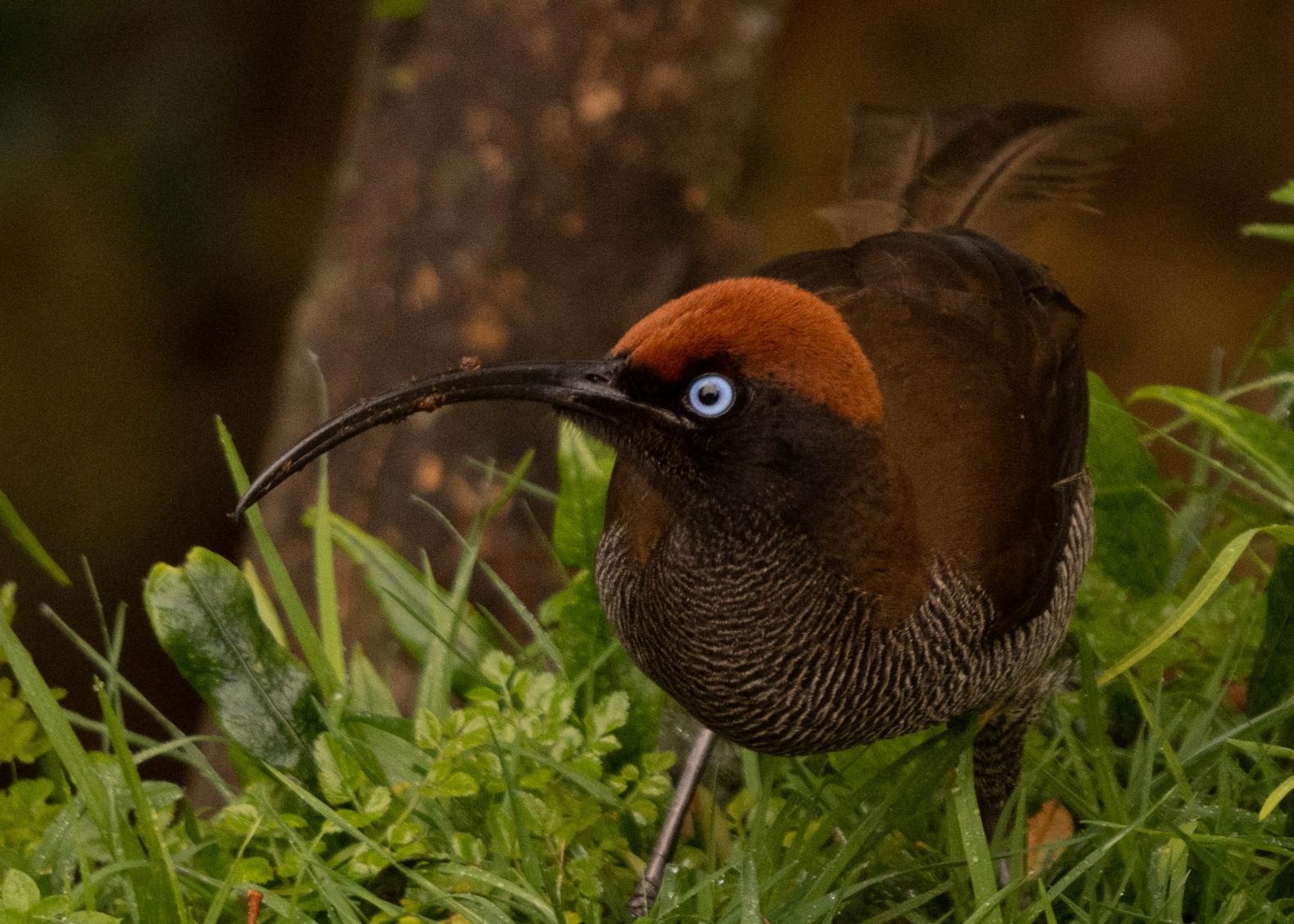 Papua New Guinea Birds