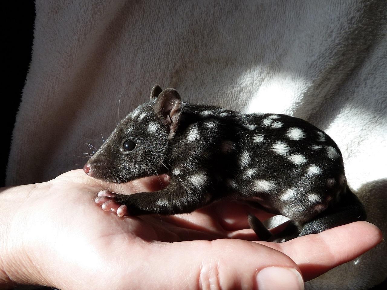 Sparky - Eastern Quoll