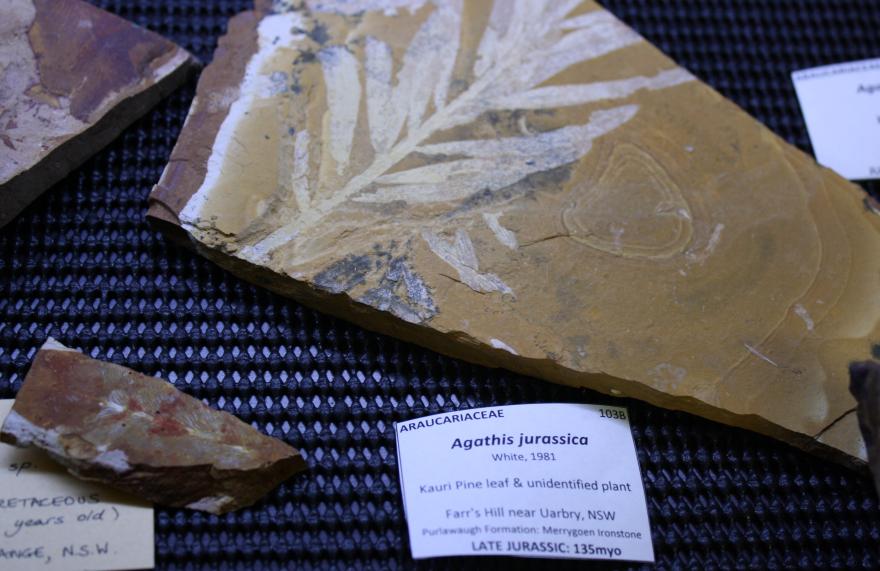 Araucarian fossil