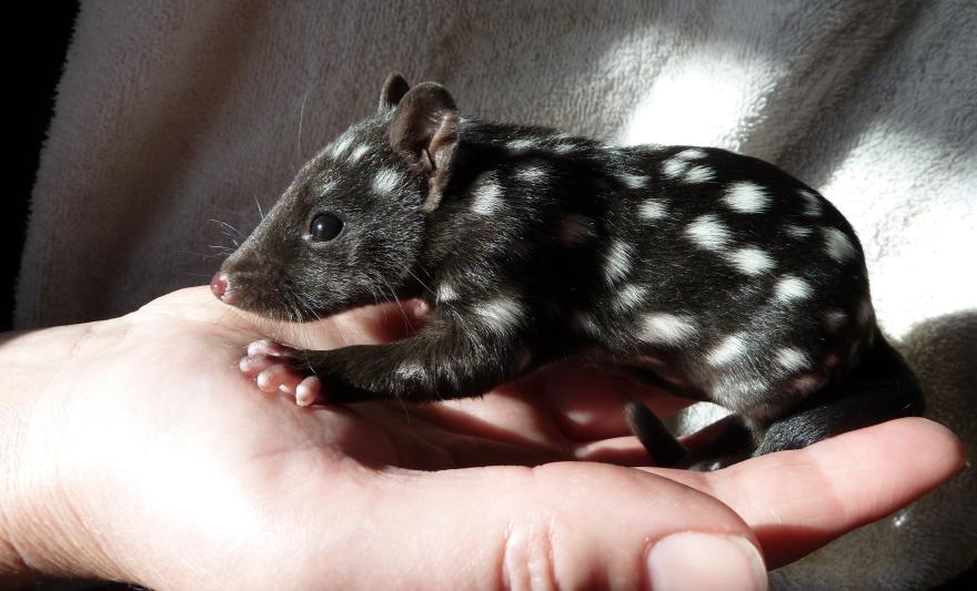 Sparky the baby Eastern Quoll