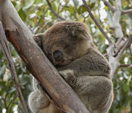 KI Koala