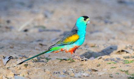 Golden-shouldered Parrot - Pat Kelly