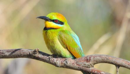 Rainbow Bee-eater - Pat Kelly