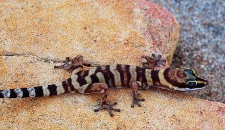 Gracile Velvet Gecko