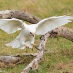 Grey Goshawk - Andrew Browne