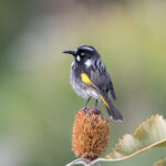 New Holland Honeyeater - Akos Lumnitzer