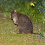 Rufous-bellied (Tasmanian) Pademelon - Akos Lumnitzer