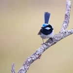 Superb Fairy wren - Akos Lumnitzer