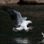 White-bellied Sea-eagle - Akos Lumnitzer