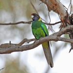 Australian Ringneck - John Hamilton