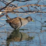 Australian Spotted Crake - Robert Cooper