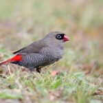 Beautiful Firetail - Chris Tzaros