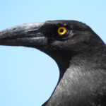 Black Currawong - Cat Davidson