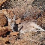 Black-footed Rock Wallaby - Jenny Cooper