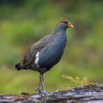 Tasmanian Native Hen - Brent Thompson