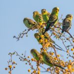 Budgerigar - Alfred Schulte