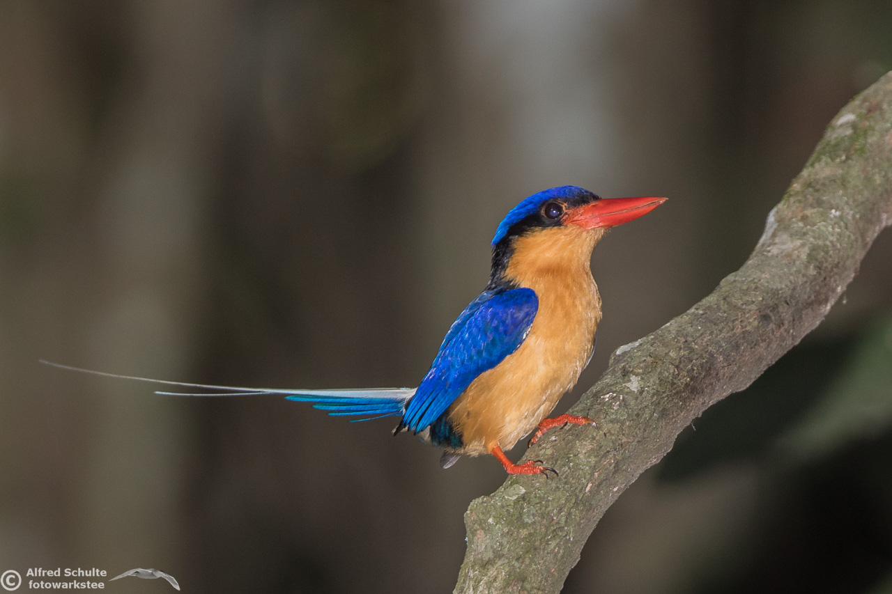 Buff-breasted Paradise Kingfisher -Alfred-Schulte