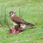 Brown Falcon - Chris Tzaros