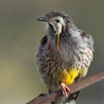 Yellow Wattlebird - Chris Tzaros