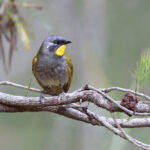 Yellow-throated Honeyeater - Chris Tzaros