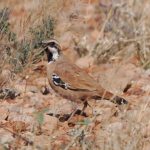 Cinnamon Quail-thrush - Robert Cooper