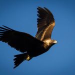 Daryl Fleay - Wedge-tailed Eagle