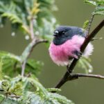 Pink Robin - Dennis Braddy