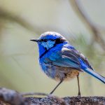 Splendid Fairywren - Dennis Braddy