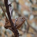 Dusky Grasswren - Andrew Browne