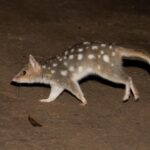 Eastern Quoll - Alfred Schulte