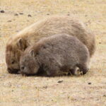 Wombat - Christine Rand