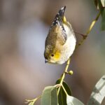 Forty-spotted Pardalote - Annette Hatten