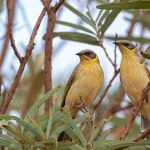 Grey-headed Honeyeater - Alfred Schulte