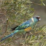 Australian Ringneck - Ken & Mary Campbell