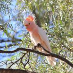 Pink Cockatoo - Bernie O-Keefe