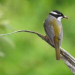 Strong-billed Honeyeater - Cat Davidson