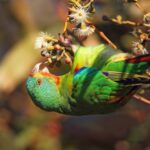 Swift Parrot - Chris Tzaros