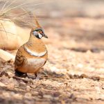 Spinifex pigeon - Andrew Grenfell