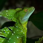 Green Basilisk - V. Campos