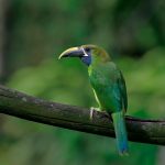 Northern Emerald Toucanet - V. Campos