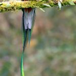 Resplendent Quetzal - V. Campos