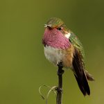 Volcano Hummingbird- V. Campos