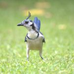 White-throated Magpie-Jay - V. Campos