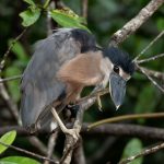 Boat-billed Heron - V. Campos